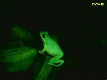 Green Treefrog
